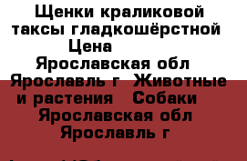 Щенки краликовой таксы гладкошёрстной › Цена ­ 5 000 - Ярославская обл., Ярославль г. Животные и растения » Собаки   . Ярославская обл.,Ярославль г.